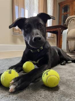 Labrador Retriever and Mixed Breed Dogs Available for Adoption in Leesburg, Alabama - Lexi | PetCurious