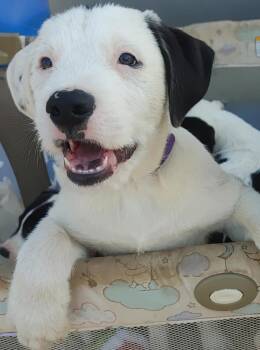 Rescue Old English Sheepdog and Terrier Dogs for Adoption in Woodland, California - Ronald | PetCurious