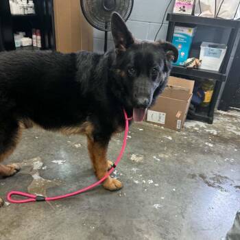 Buster Available 8/21 -  Shepherd Dog for Adoption in Elmsford, New York - Buster Available 8/21 | PetCurious