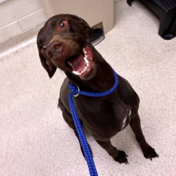 Luna -  German Shorthaired Pointer Dog for Adoption in Murray, Utah - Luna | PetCurious