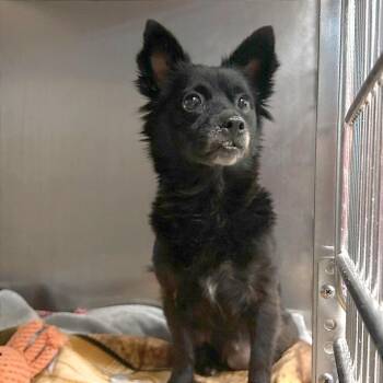 Cookie -  Mixed Breed Dog for Adoption in Asheville, North Carolina - Cookie | PetCurious