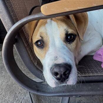 Pit Bull Terrier and Mixed Breed Dogs Available for Adoption in Fayetteville, Arkansas - Basil | PetCurious