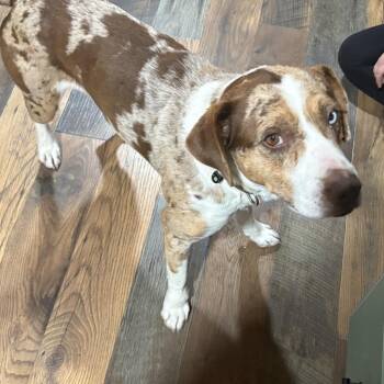 Catahoula Leopard Dog Dogs Available for Adoption - Rogie | PetCurious