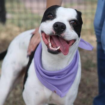Rescue American Staffordshire Terrier Dogs for Adoption in San Antonio, Texas - SELINA | PetCurious