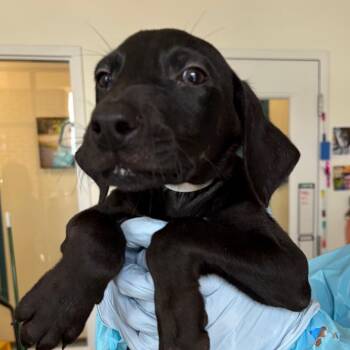 Kenda -  Black Labrador Retriever and Mixed Breed Dog for Adoption in Nashville, Tennessee - Kenda | PetCurious
