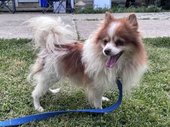 Gemma -  Pomeranian Dog for Adoption in Cleveland, Ohio - Gemma | PetCurious