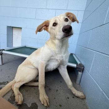 Justice -  Labrador Retriever and Mixed Breed Dog for Adoption in Martinsville, Virginia - Justice | PetCurious