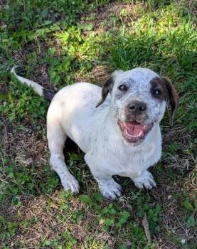 Basset Hound and American Bully Dogs Available for Adoption - Sherlock Bones | PetCurious