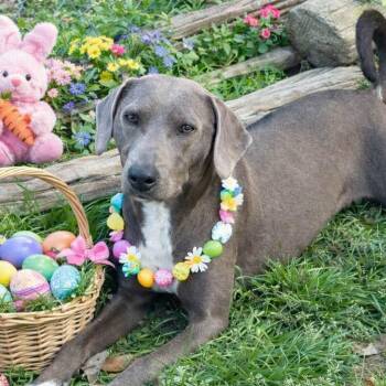 Weimaraner Dogs Available for Adoption in Locust Fork, Alabama - Livia | PetCurious