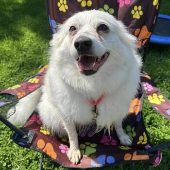 American Eskimo Dog Dogs Available for Adoption in Brockport, New York - Maya | PetCurious