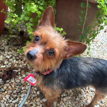 Asli -  Yorkshire Terrier Dog for Adoption in Wake Forest, North Carolina - Asli | PetCurious