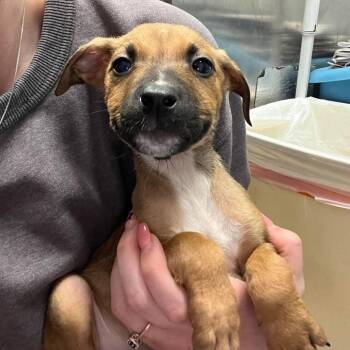 Navy Bean -  Mixed Breed Dog for Adoption in Edwardsville, Illinois - Navy Bean | PetCurious