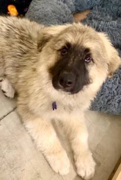 26Tundra -  Great Pyrenees Dog for Adoption in Shingle Springs, California - 26Tundra | PetCurious
