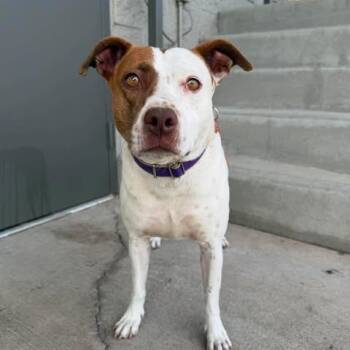Paloma 2 -  Mixed Breed Dog for Adoption in Bend, Oregon - Paloma 2 | PetCurious