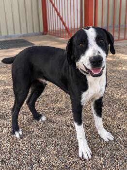 Cowboy -  Pointer Dog for Adoption in Sumter, South Carolina - Cowboy | PetCurious