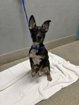 MUFFIN -  Australian Cattle Dog Blue Heeler and Mixed Breed Dog for Adoption in Las Vegas, Nevada - MUFFIN | PetCurious