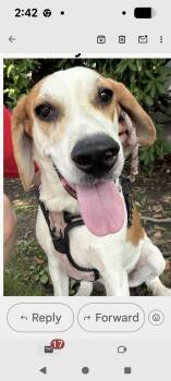 Sally -  Bluetick Coonhound and Great Pyrenees Dog for Adoption in Holmdel, New Jersey - Sally | PetCurious
