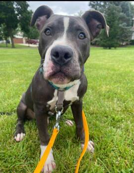 Rescue Pit Bull Terrier Dogs for Adoption in Sun Prairie, Wisconsin - Phoenix | PetCurious