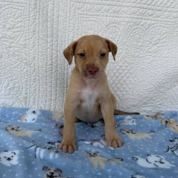 Candle -  Terrier and Mixed Breed Dog for Adoption in Carencro, Louisiana - Candle | PetCurious