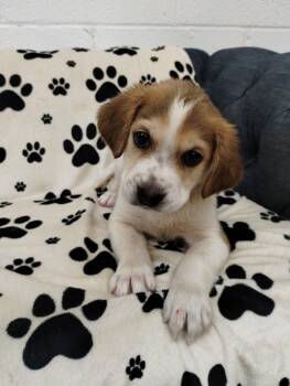 Beagle Dogs Available for Adoption in York, South Carolina - Kaesyn | PetCurious