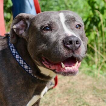 Bee Bop -  Mixed Breed Dog for Adoption in Allentown, Pennsylvania - Bee Bop | PetCurious