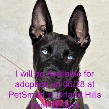 Soliloquy -  Mixed Breed Dog for Adoption in Matteson, Illinois - Soliloquy | PetCurious