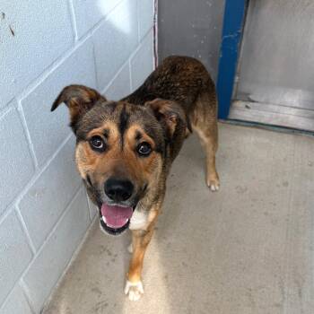 Shepherd Dogs Available for Adoption - Marty | PetCurious