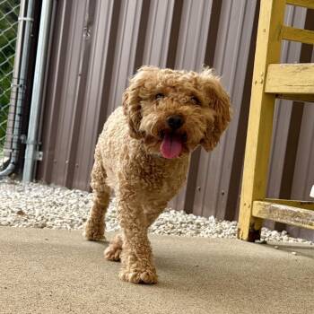 Jake - Missouri (S26-141) -  Miniature Poodle Dog for Adoption in Peyton, Colorado - Jake - Missouri (S26-141) | PetCurious