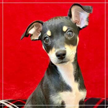 Murr Cat -  Chihuahua and Miniature Pinscher Dog for Adoption in Pekin, Illinois - Murr Cat | PetCurious