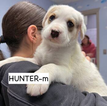 Anatolian Shepherd and Boxer Dogs Available for Adoption - Hunter | PetCurious