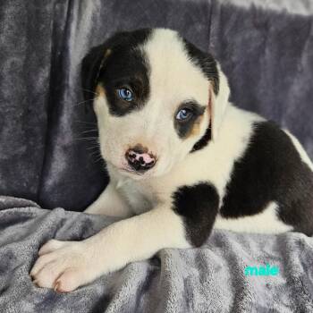Australian Shepherd Dogs Available for Adoption in Rockville, Maryland - Aviator | PetCurious