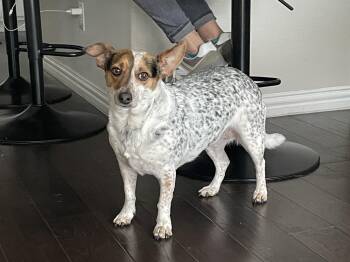 Stella -  Jack Russell Terrier and Australian Cattle Dog Blue Heeler Dog for Adoption in Forney, Texas - Stella | PetCurious