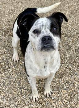 Boston Terrier Dogs Available for Adoption in Lacon, Illinois - Laddy | PetCurious