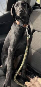 Joda -  Labrador Retriever Dog for Adoption in Holly Springs, North Carolina - Joda | PetCurious