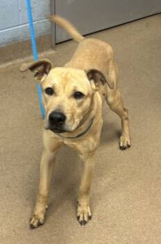 Rescue Mixed Breed Dogs for Adoption in Chamblee, Georgia - Impressive | PetCurious