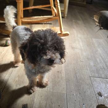Patches -  Poodle Dog for Adoption in Zaleski, Ohio - Patches | PetCurious