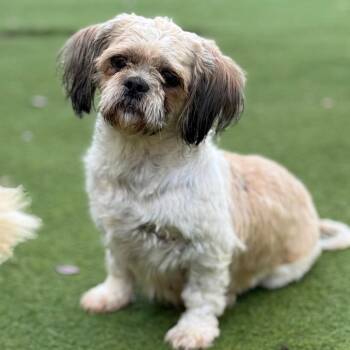 Mable 9543 -  Shih Tzu and None Dog for Adoption in Loxahatchee Groves, Florida - Mable 9543 | PetCurious