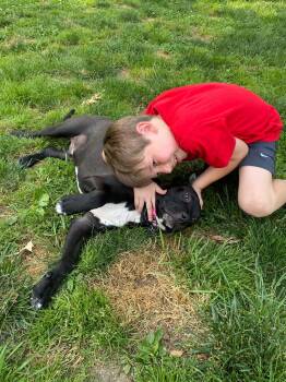 Young man Sam -  Black Labrador Retriever and Terrier Dog for Adoption in Center Square, Pennsylvania - Young Man Sam | PetCurious
