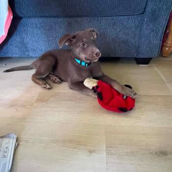 Mixed Breed Dogs Available for Adoption in Dekalb, Illinois - Cookie Monster | PetCurious