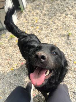 Ambrosia DS-200/26 -  Flat Coated Retriever Dog for Adoption in Burlington, Ontario - Ambrosia DS-200/26 | PetCurious
