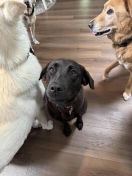 Paris -  Labrador Retriever Dog for Adoption - Paris | PetCurious
