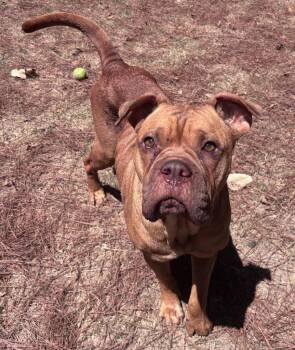 Nora -  Dogue De Bordeaux Dog for Adoption in Little Rock, Arkansas - Nora | PetCurious