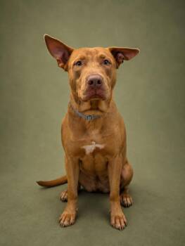 Patch -  Mixed Breed and Labrador Retriever Dog for Adoption in Austin, Texas - Patch | PetCurious