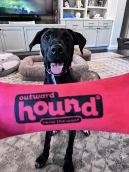Layla Juniper -  Black Labrador Retriever Dog for Adoption in Pflugerville, Texas - Layla Juniper | PetCurious
