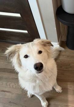 Great Pyrenees and German Shepherd Dog Dogs Available for Adoption in Denver, Colorado - Freya | PetCurious