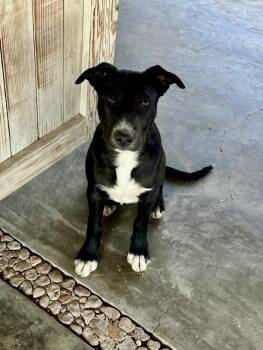 Labrador Retriever and Xoloitzcuintli Mexican Hairless Dogs Available for Adoption in Rollingwood, Texas - Champ | PetCurious