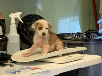 MOE -  American Staffordshire Terrier and Mixed Breed Dog for Adoption in Grand Prairie, Texas - MOE | PetCurious