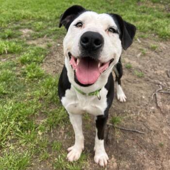 Ham Bone -  Pit Bull Terrier and Mixed Breed Dog for Adoption in Klein, Texas - Ham Bone | PetCurious