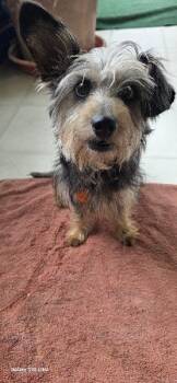 Yorkshire Terrier Dogs Available for Adoption in Gretna, Florida - Zoey | PetCurious