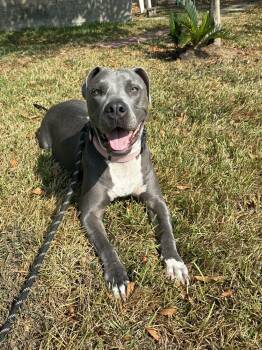 Rescue American Bully Dogs for Adoption in Dickinson, Texas - Bella | PetCurious